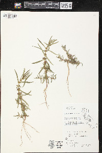 Rotala ramosior image