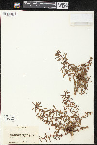 Rotala ramosior image