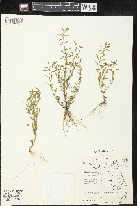 Rotala ramosior image