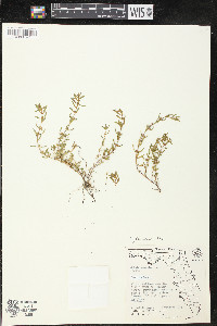 Rotala ramosior image
