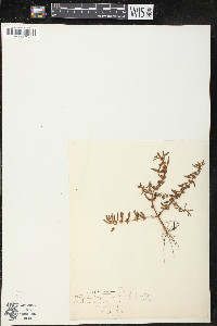 Rotala ramosior image