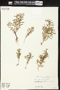 Rotala ramosior image