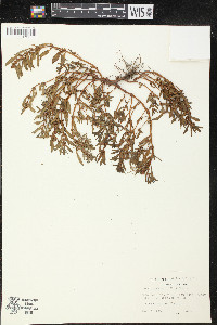 Rotala ramosior image