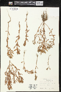 Rotala ramosior image