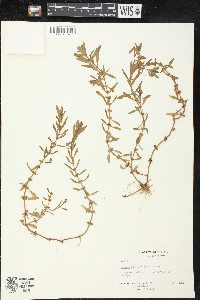 Rotala ramosior image