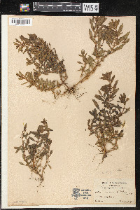Rotala ramosior image