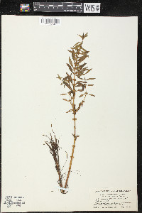 Rotala ramosior image