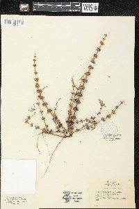 Rotala ramosior image