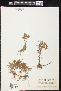 Rotala ramosior image