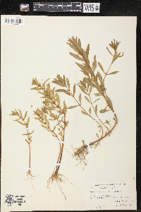 Rotala ramosior image