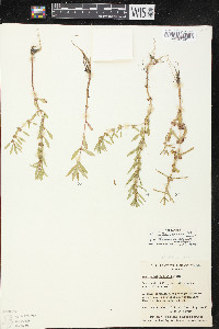 Rotala ramosior image