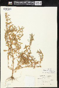 Rotala ramosior image