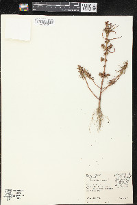 Rotala ramosior image