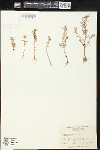 Rotala ramosior image