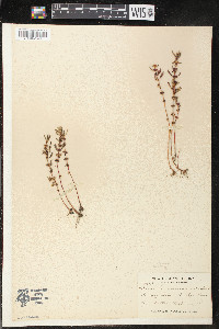 Rotala ramosior image