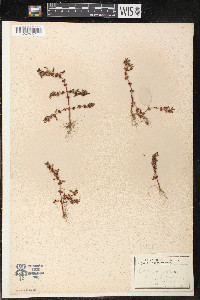 Rotala ramosior image