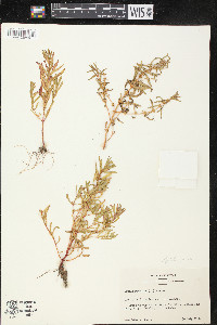Rotala ramosior image