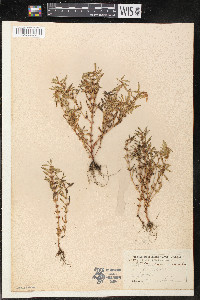 Rotala ramosior image