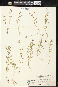 Rotala ramosior image