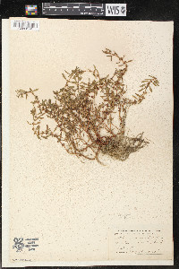 Rotala ramosior image