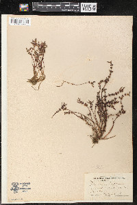Rotala ramosior image