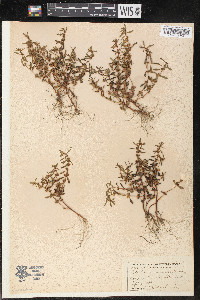 Rotala ramosior image