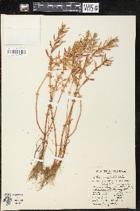 Rotala ramosior image