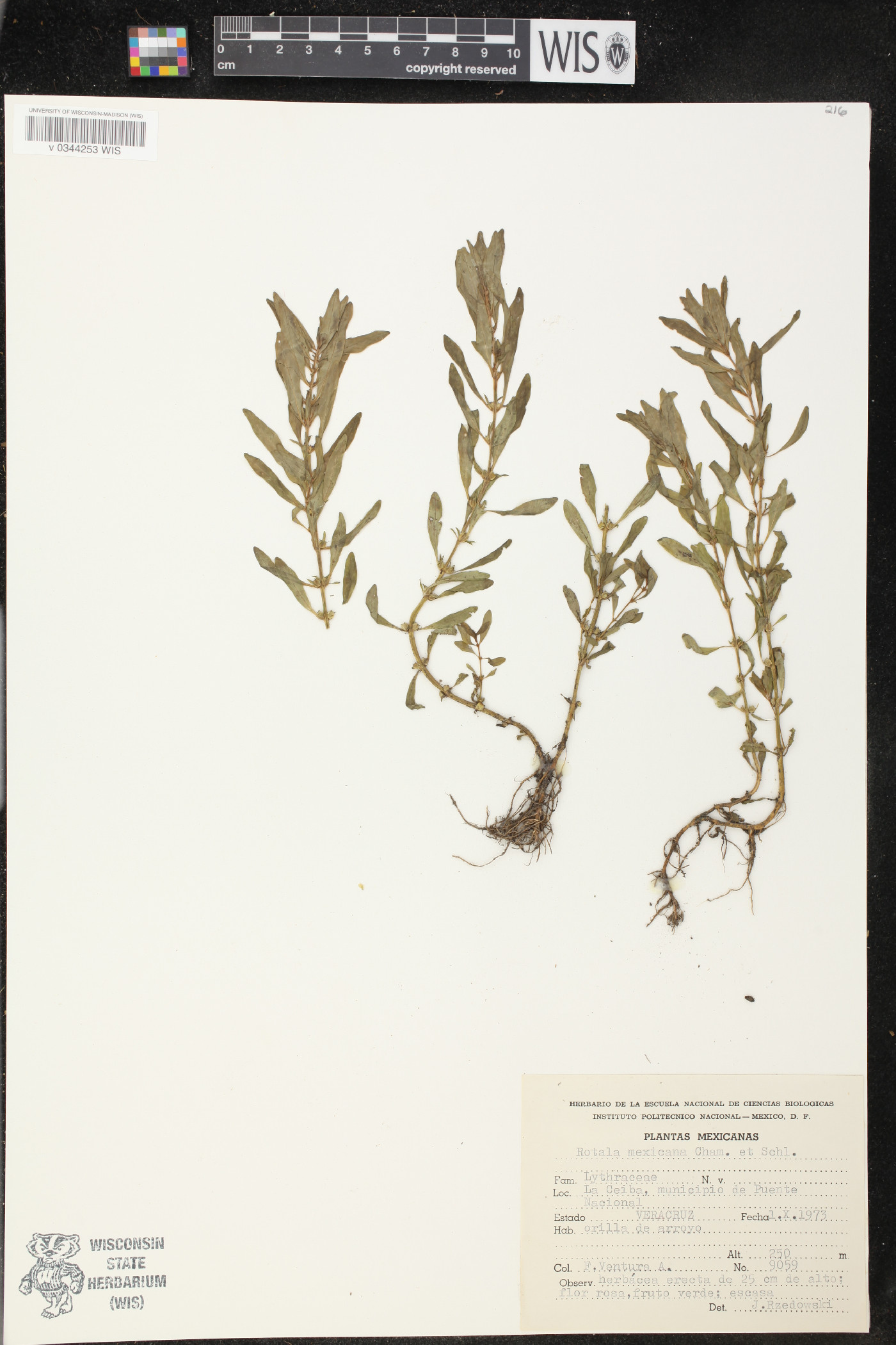 Rotala mexicana image