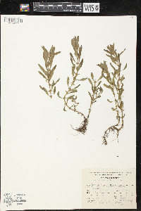 Rotala mexicana image