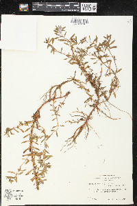 Rotala ramosior image