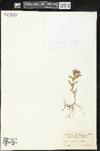 Rotala ramosior image