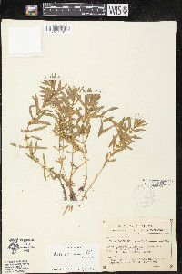 Rotala ramosior image