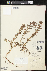 Rotala ramosior image