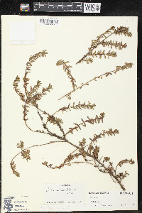 Lythrum maritimum image