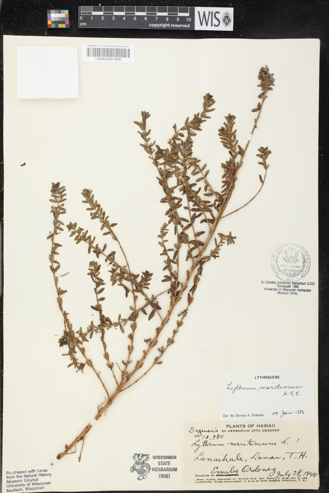 Lythrum maritimum image
