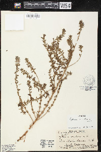 Lythrum maritimum image