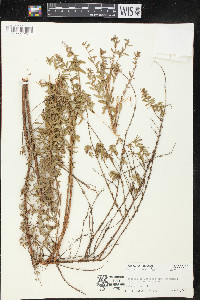 Lythrum maritimum image