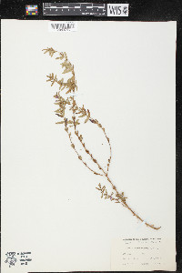 Lythrum maritimum image