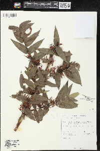 Woodfordia fruticosa image