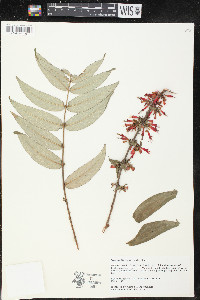 Woodfordia fruticosa image