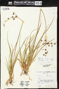 Juncus planifolius image