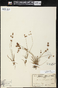 Juncus planifolius image