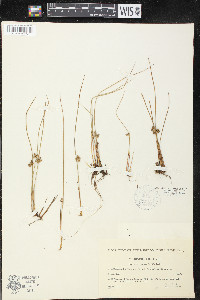 Juncus filiformis image