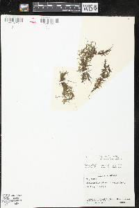 Peplis diandra image