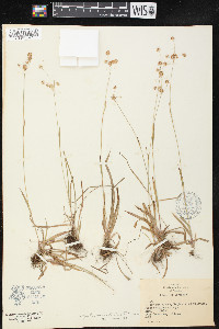 Luzula echinata image