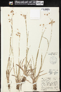 Luzula echinata image