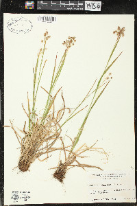 Luzula multiflora image