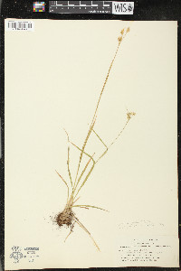 Luzula campestris image