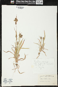 Luzula campestris image