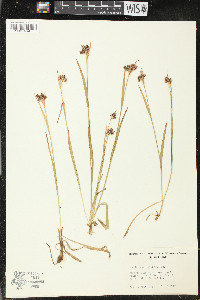 Luzula campestris image